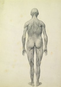 La figura umana, vista anteriore, dalla serie 
